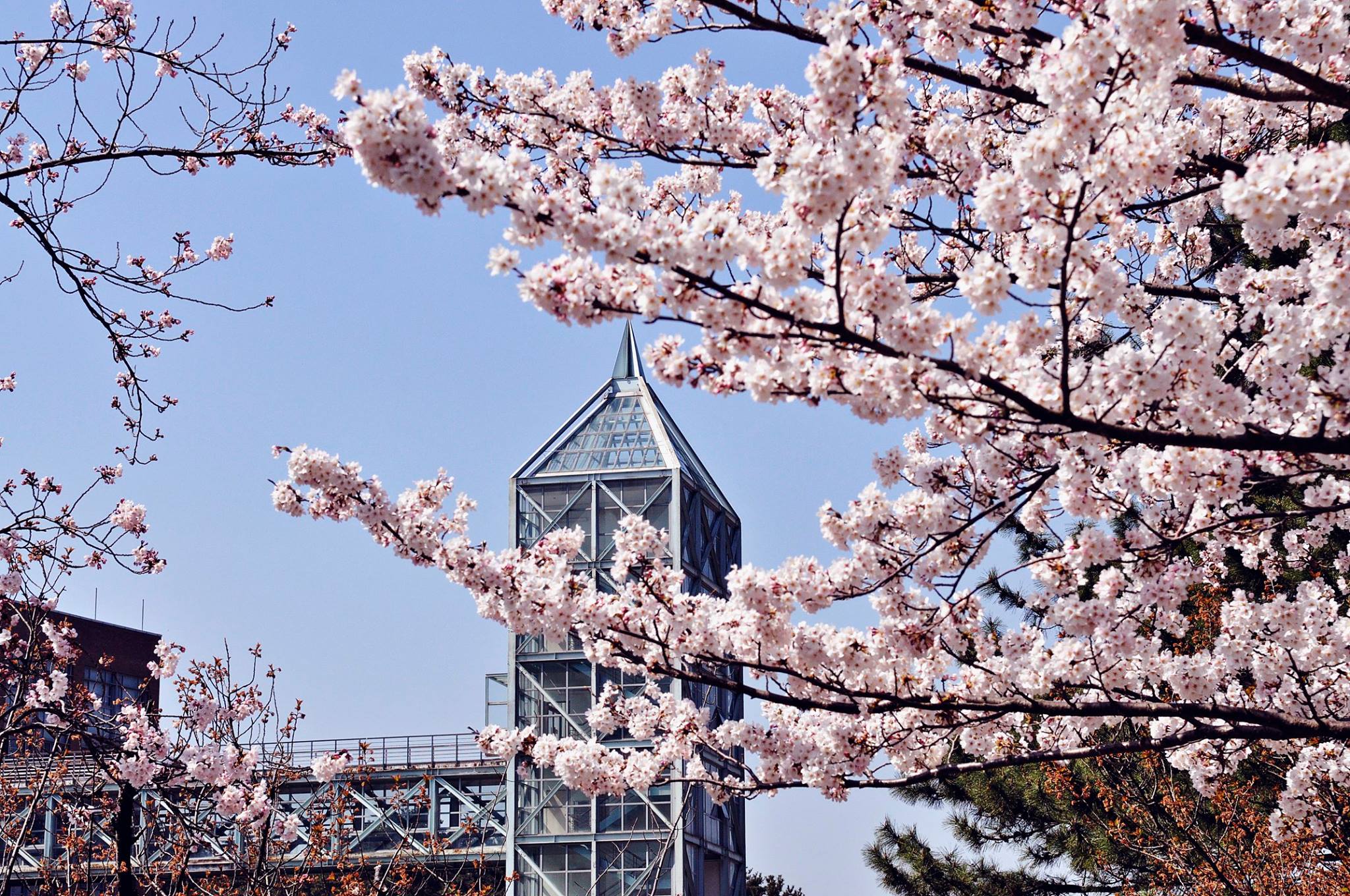 韓國新羅大學(xué) 本科招生簡章-唐廈智創(chuàng)教育 韓國新羅大學(xué) 本科招生簡章-唐廈智創(chuàng)教育