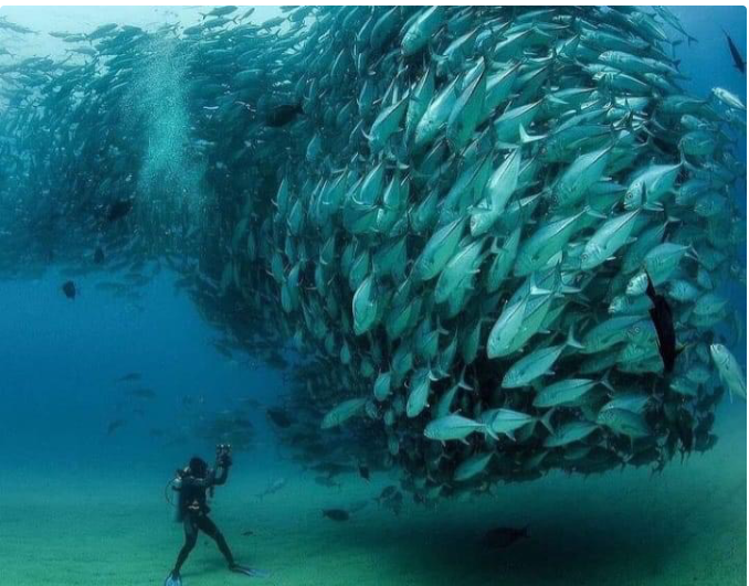 宿霧 —— 這座菲律賓的海島有可能成為中國游客的“后花園”-唐廈智創(chuàng)教育 宿霧 —— 這座菲律賓的海島有可能成為中國游客的“后花園”-唐廈智創(chuàng)教育