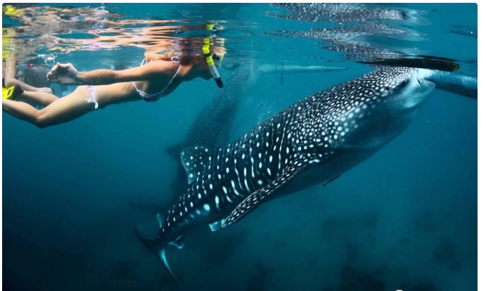 宿霧 —— 這座菲律賓的海島有可能成為中國游客的“后花園”-唐廈智創(chuàng)教育 宿霧 —— 這座菲律賓的海島有可能成為中國游客的“后花園”-唐廈智創(chuàng)教育