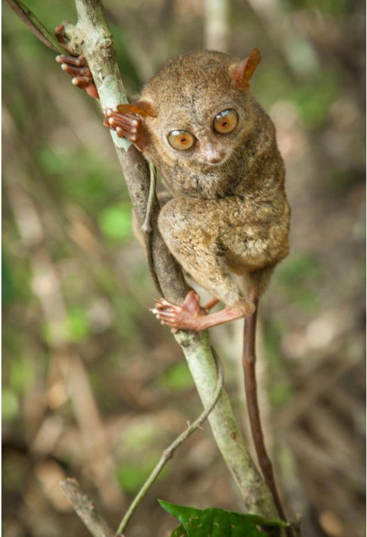 菲一般感受--我所了解的菲律賓(1)-唐廈智創(chuàng)教育 菲一般感受--我所了解的菲律賓(1)-唐廈智創(chuàng)教育
